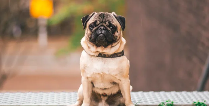 Peggy in gara come cane più brutto del Regno Unito